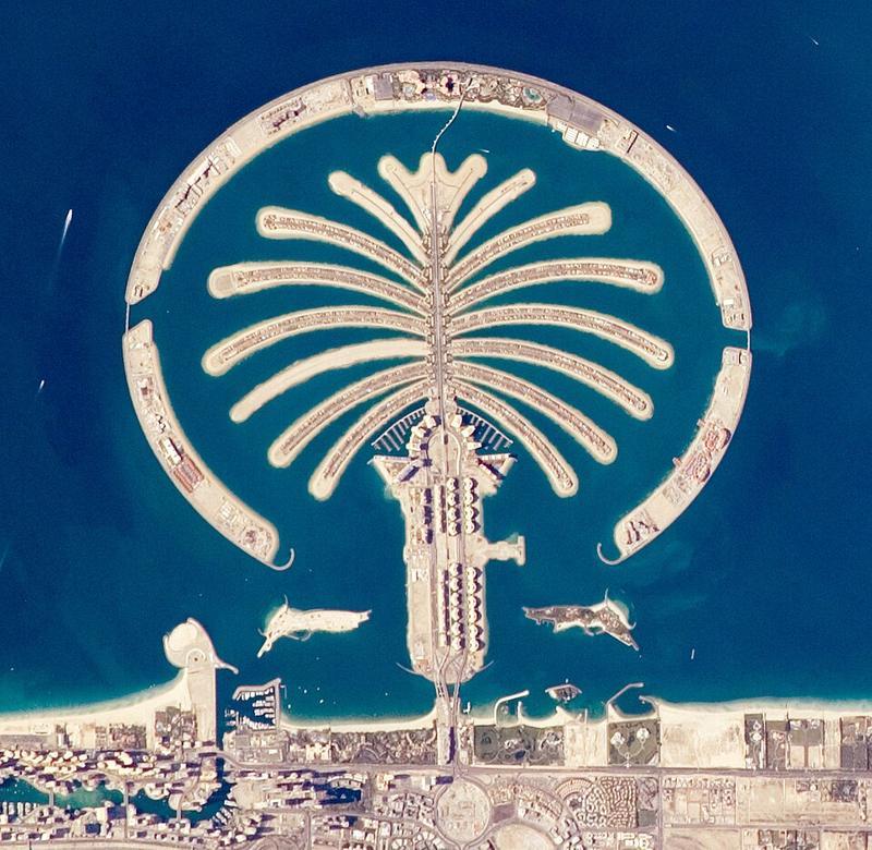 Palm Cumeyra